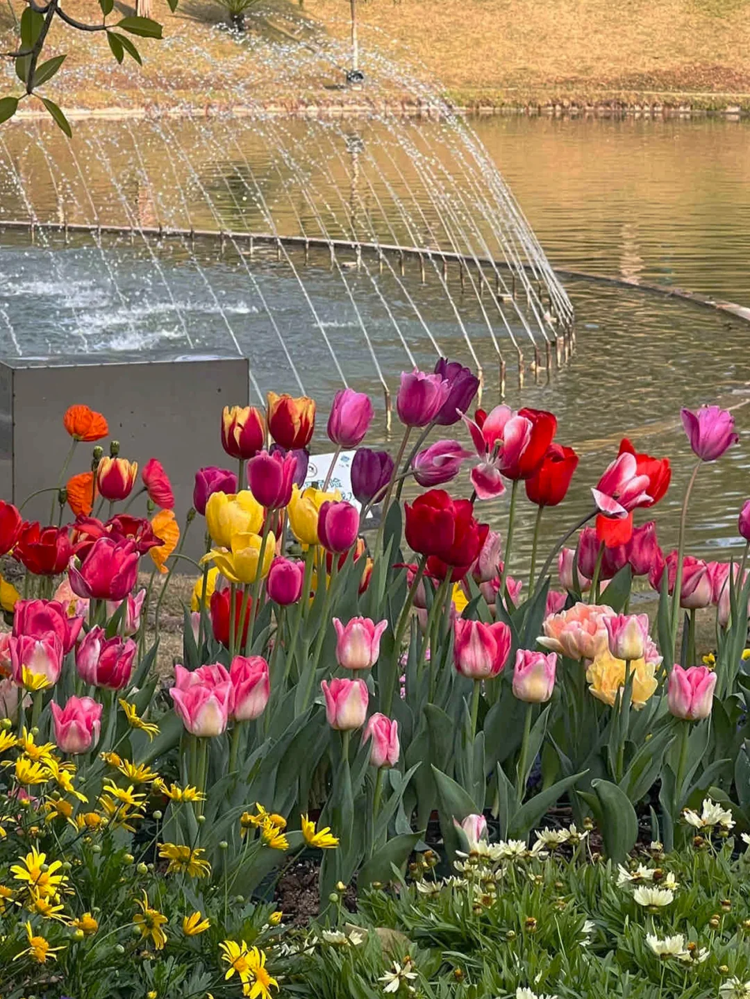 广州春节超多花展！郁金香、兰花、绣球花