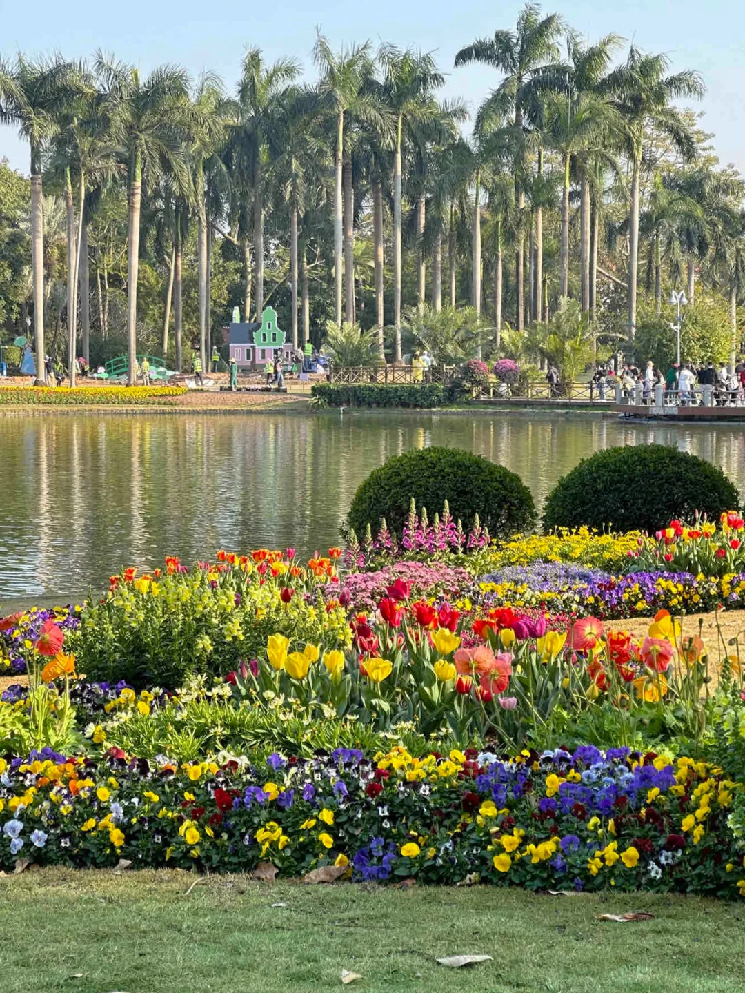 广州春节超多花展！郁金香、兰花、绣球花