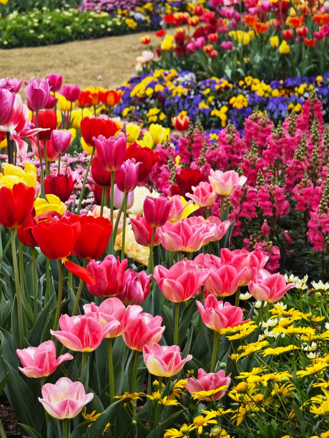 广州春节超多花展！郁金香、兰花、绣球花