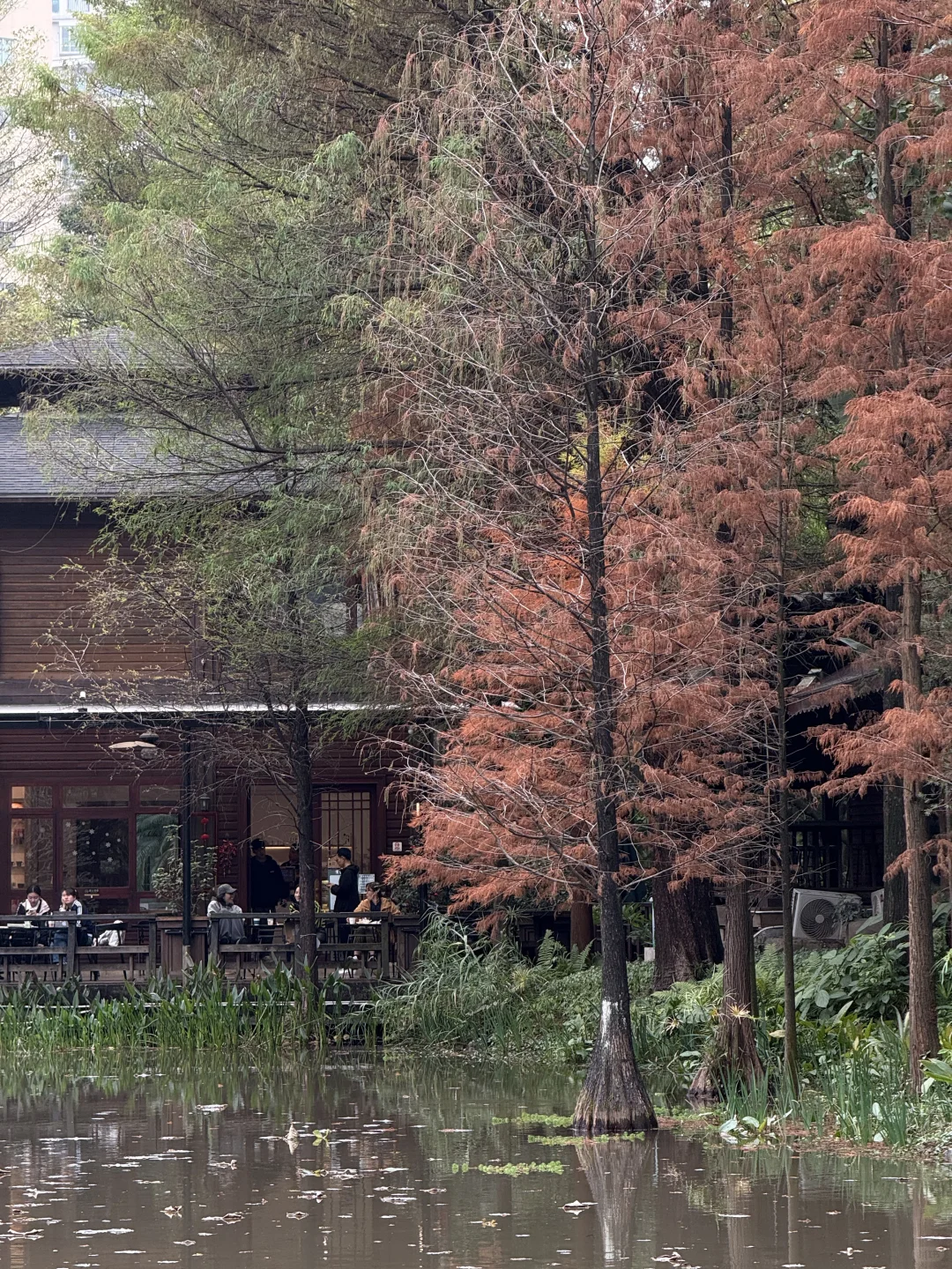 太美了！！！广州浪漫的莫奈花园，不愧为花城！！