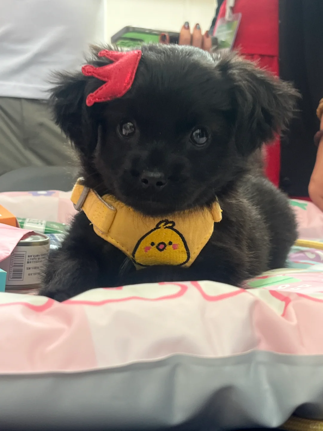 失望的一届动物博览会！