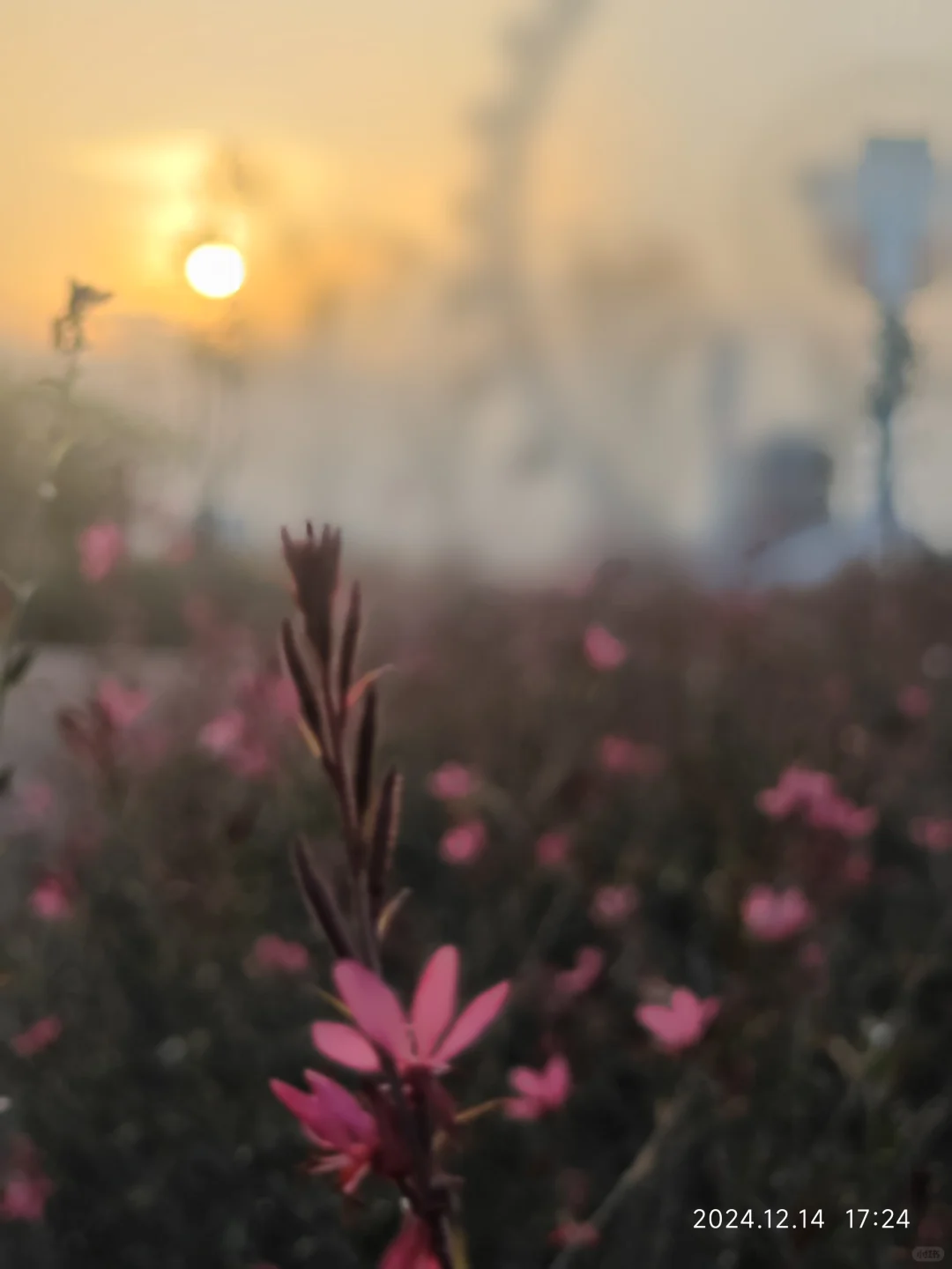 成都世界园艺博览会真的太好逛了…