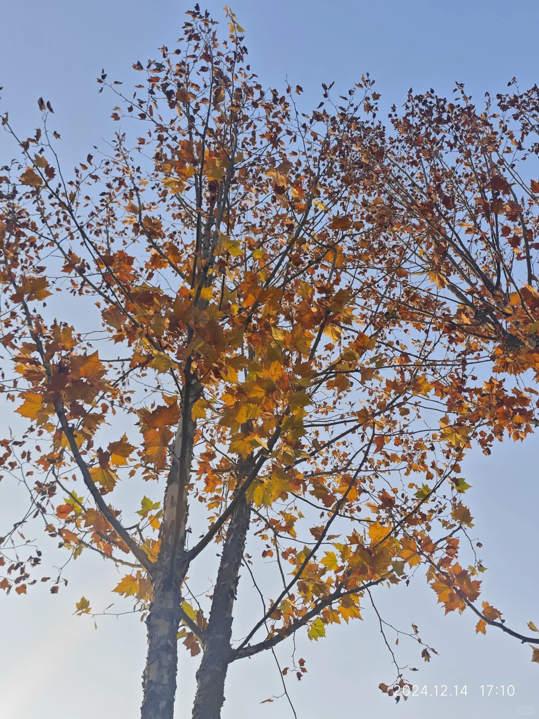 成都世界园艺博览会真的太好逛了…