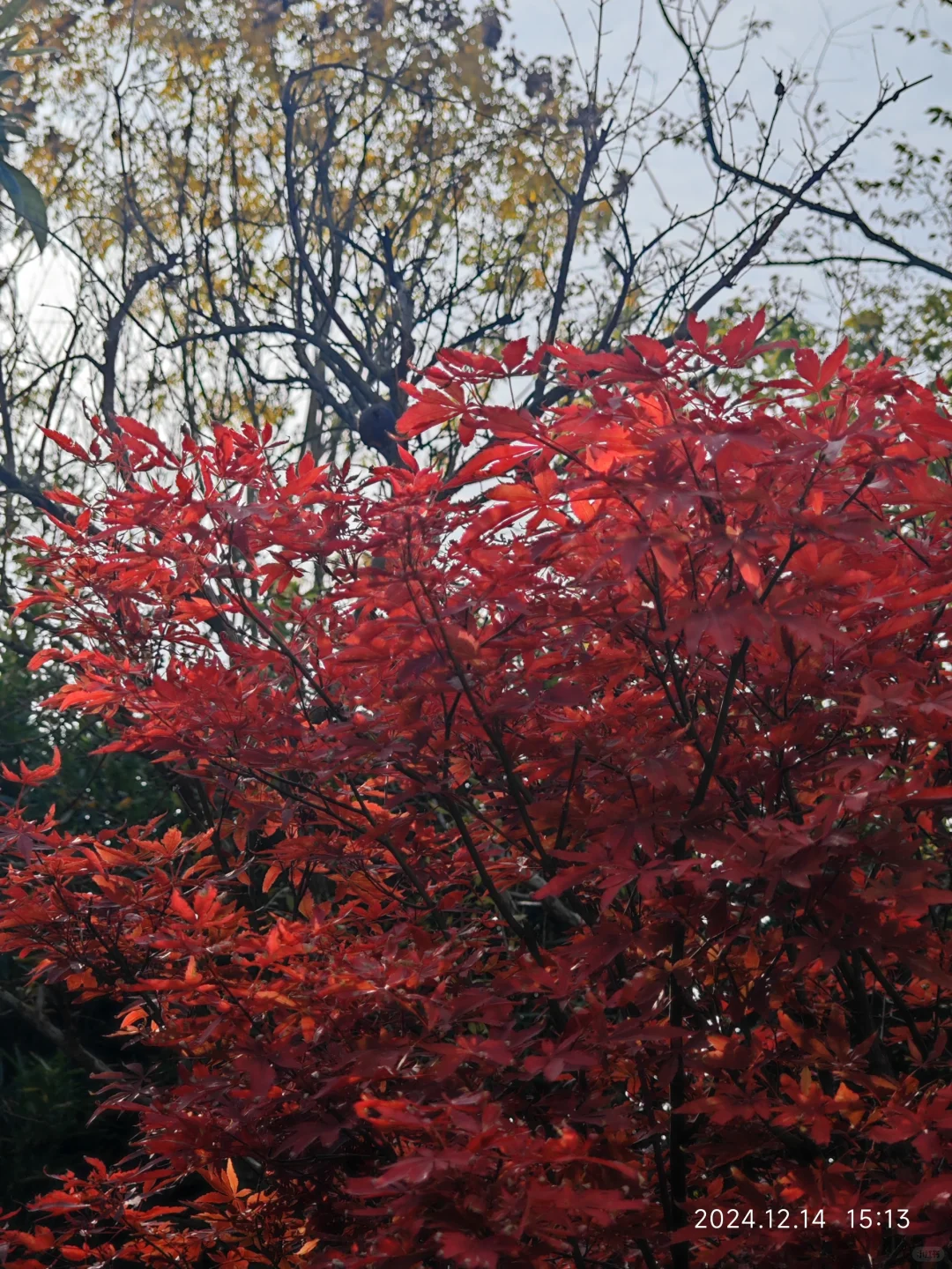 成都世界园艺博览会真的太好逛了…