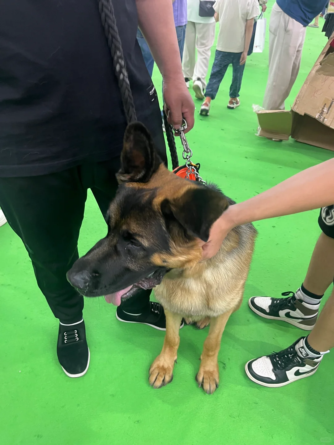 失望的一届动物博览会！