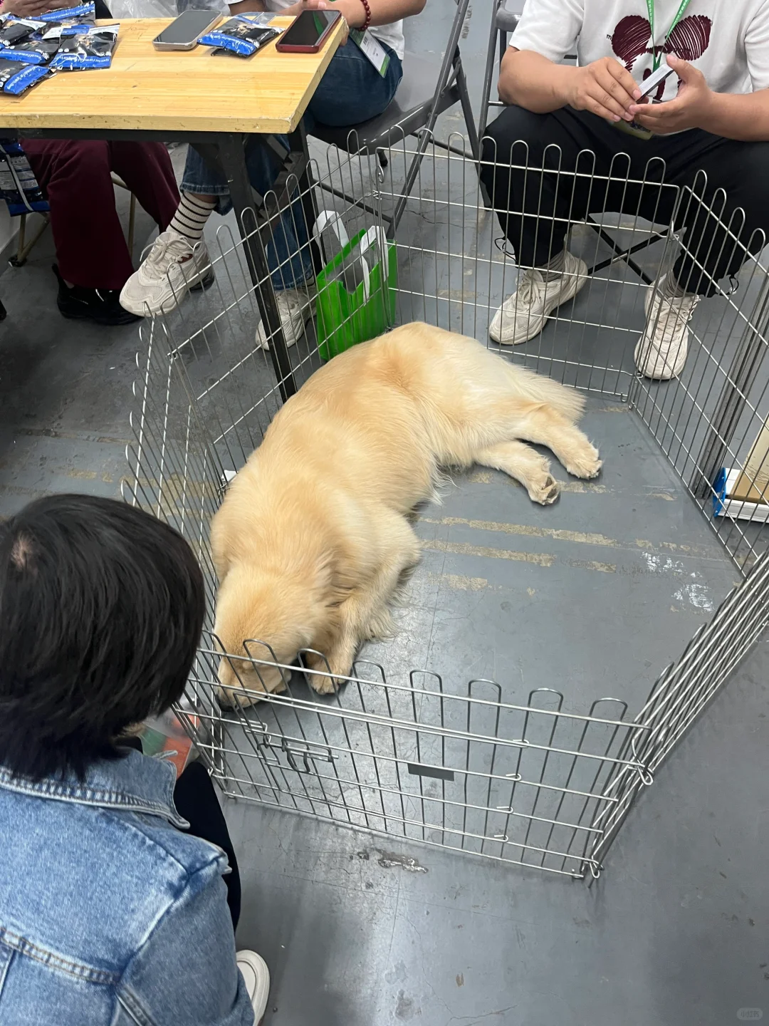 失望的一届动物博览会！