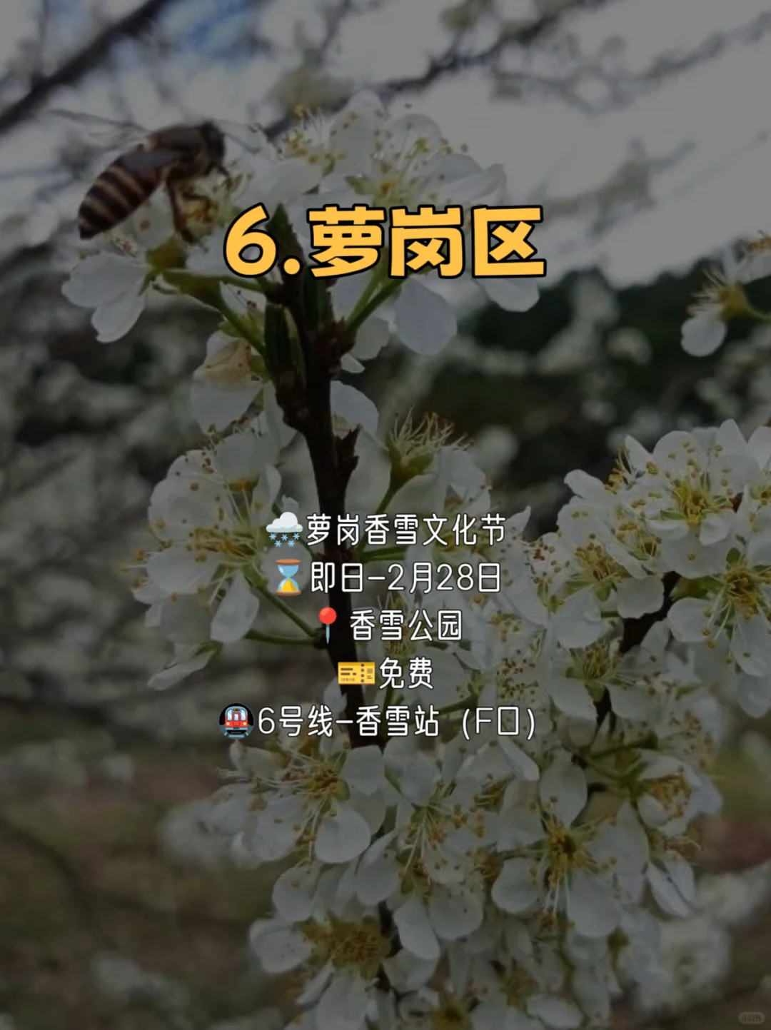 春节在广州玩足一个月❗花展➕游园➕灯会
