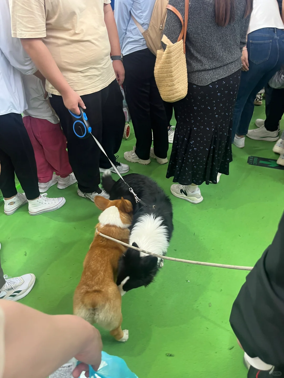失望的一届动物博览会！