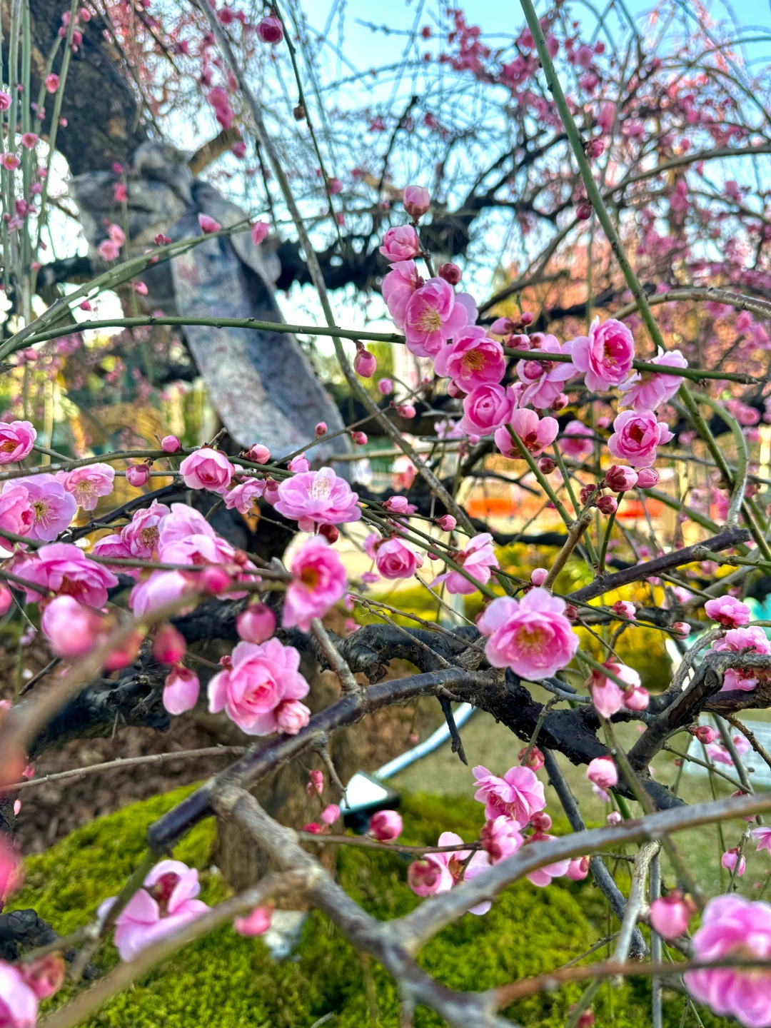 蛇年春节必逛!?梅展来啦