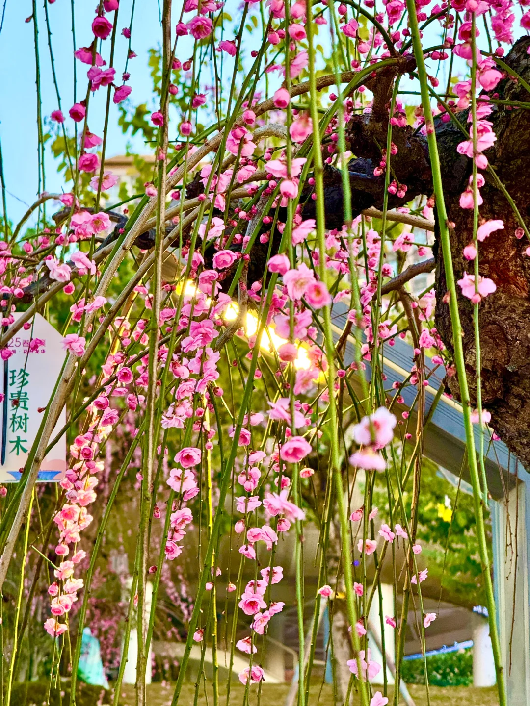 蛇年春节必逛!?梅展来啦