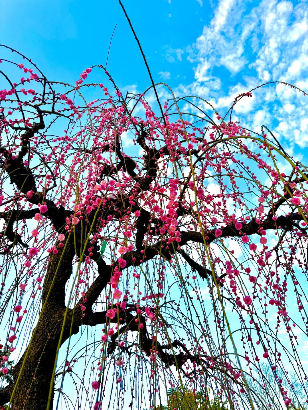 蛇年春节必逛!?梅展来啦