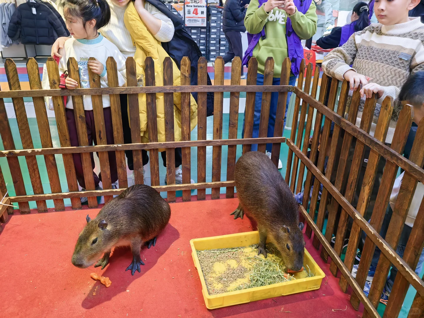 被可爱到的卡皮巴拉展!