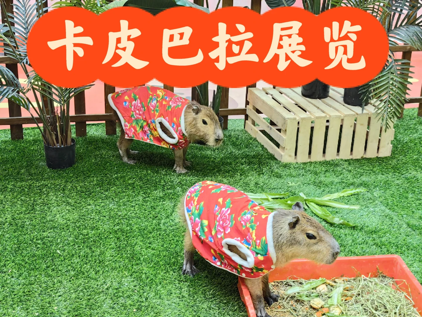 被可爱到的卡皮巴拉展!