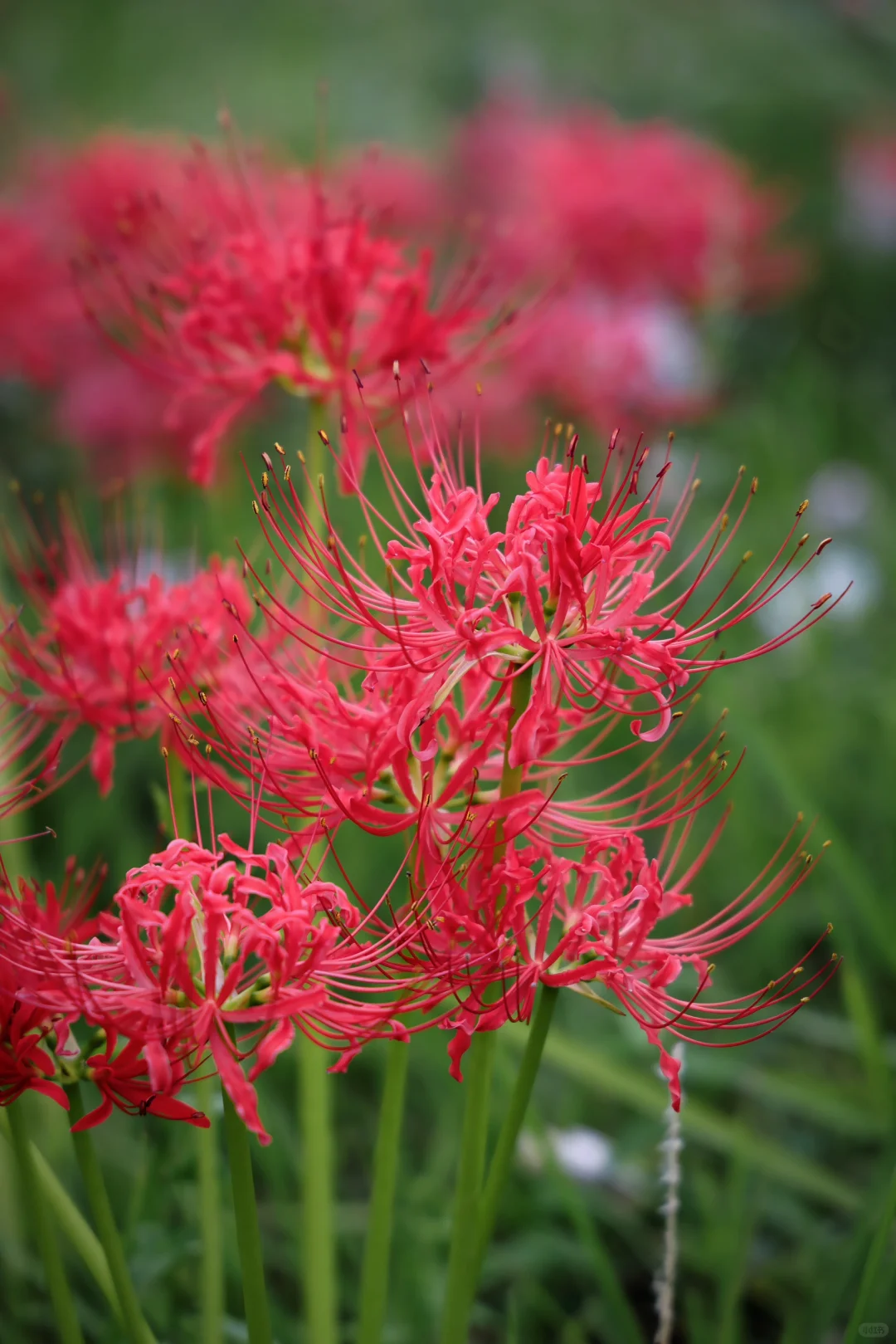 重庆悦来会展公园·漫山彼岸花|石蒜 独享