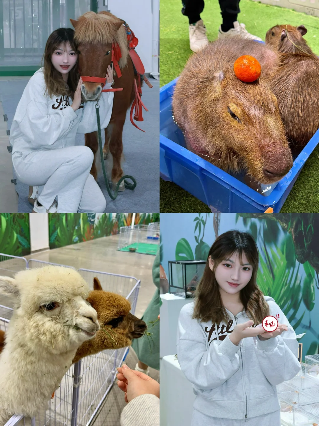 苏州！！在这里居然见到了卡皮巴拉?