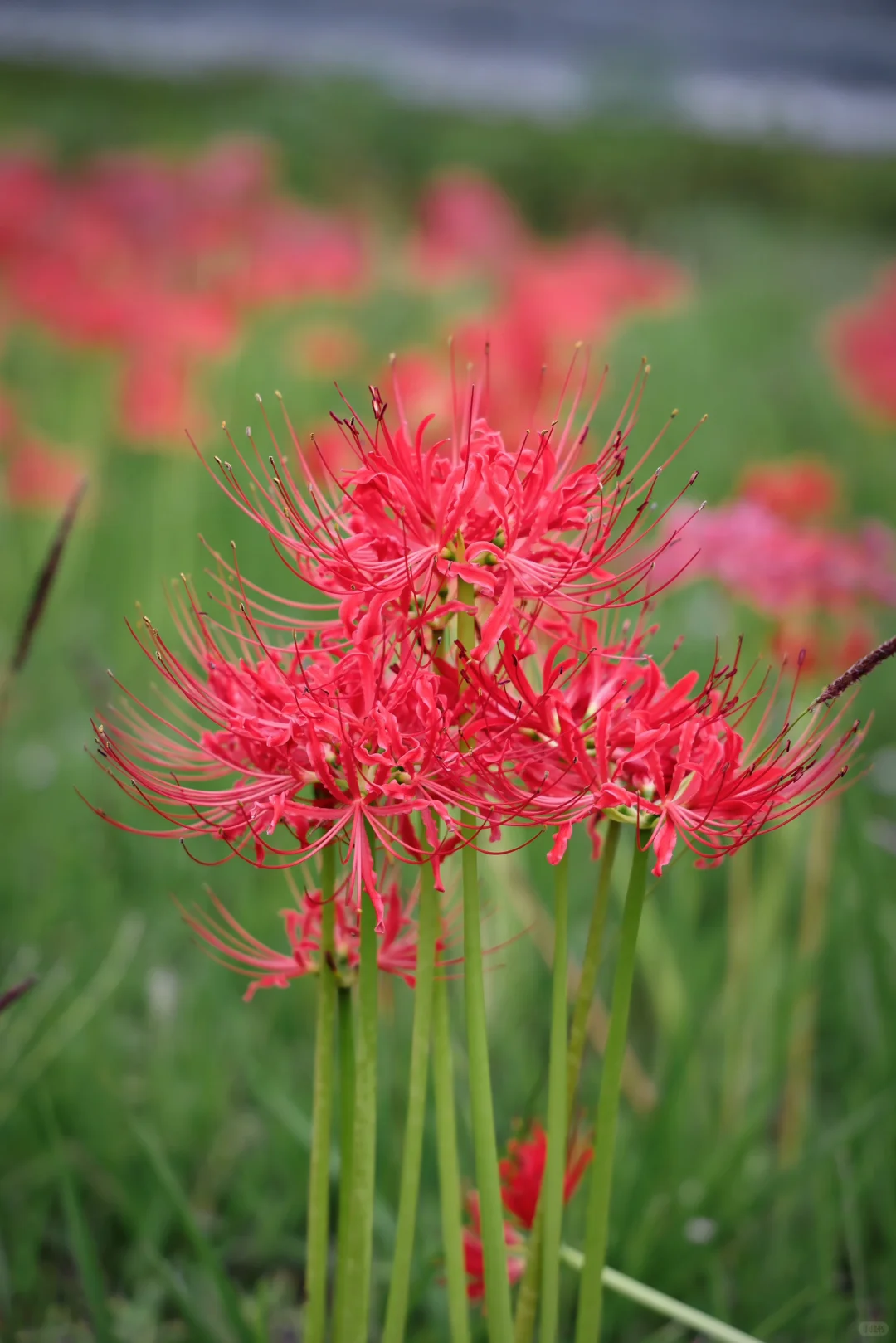 重庆悦来会展公园·漫山彼岸花|石蒜 独享