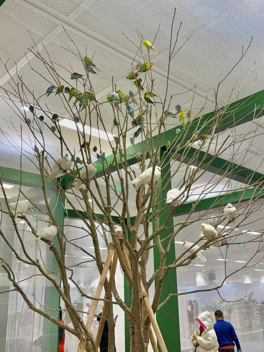 苏州遛娃好去处‼️异宠展?都能上手摸?