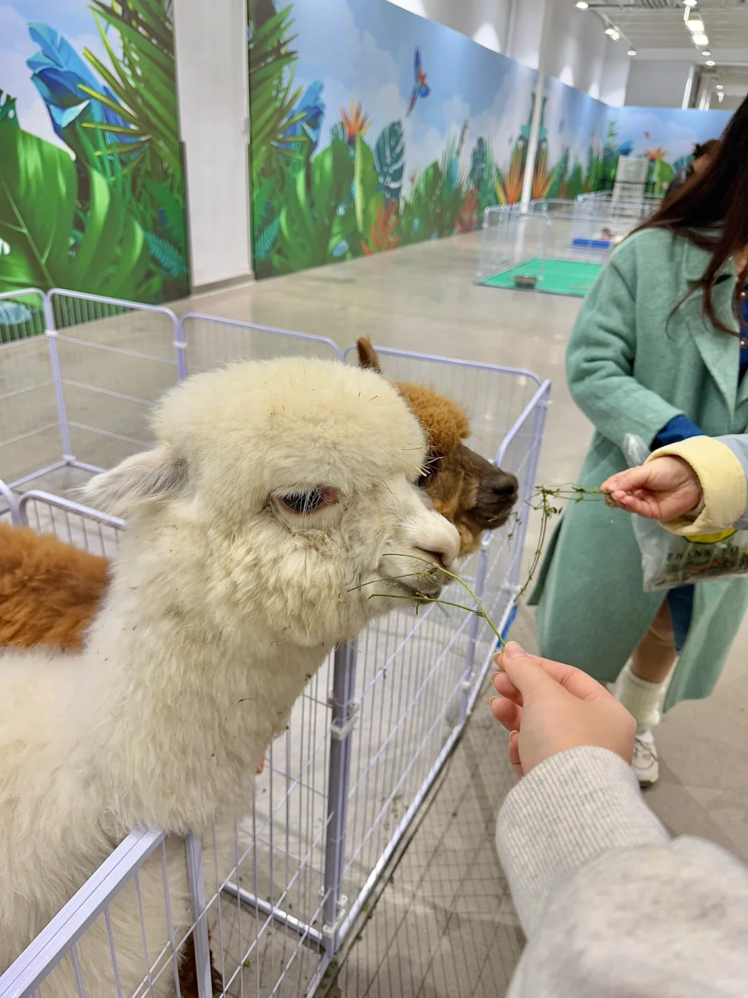 苏州遛娃好去处‼️异宠展?都能上手摸?