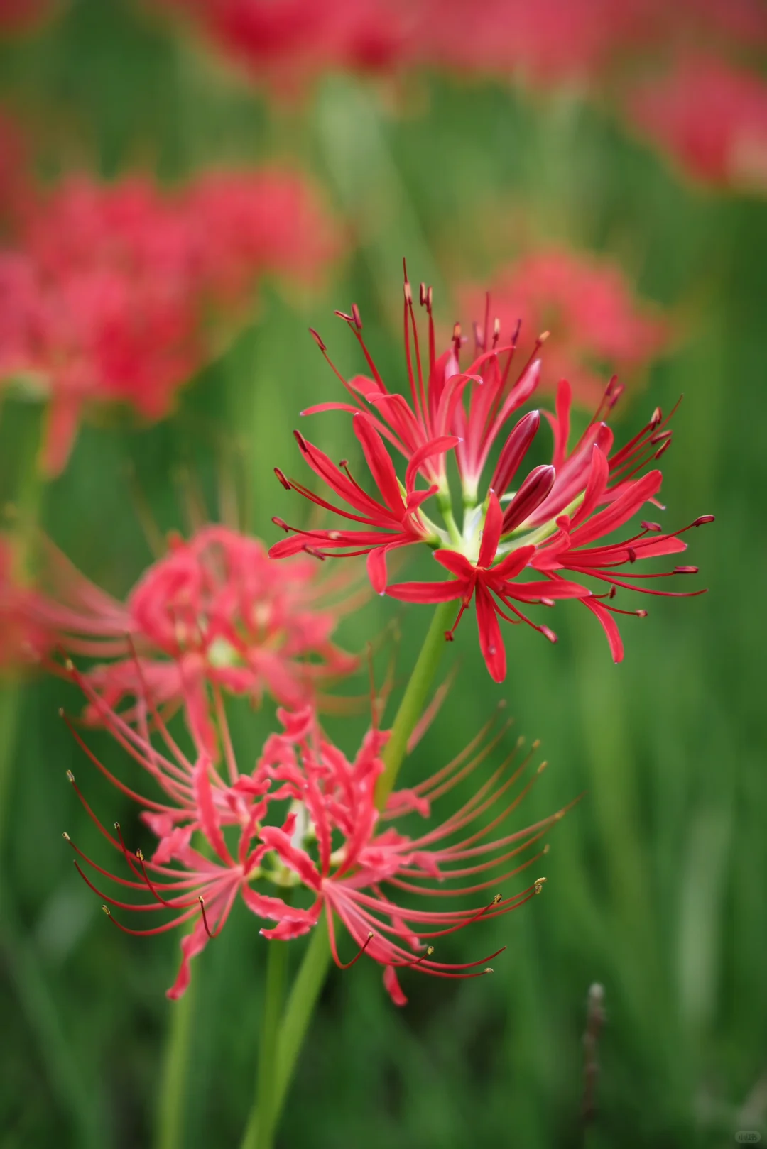 重庆悦来会展公园·漫山彼岸花|石蒜 独享