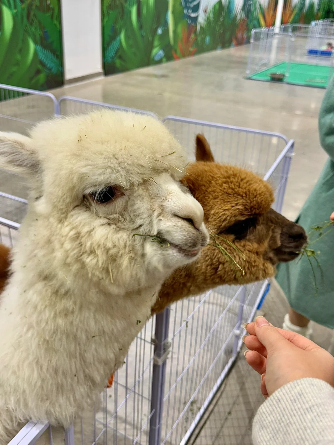 苏州！！在这里居然见到了卡皮巴拉?