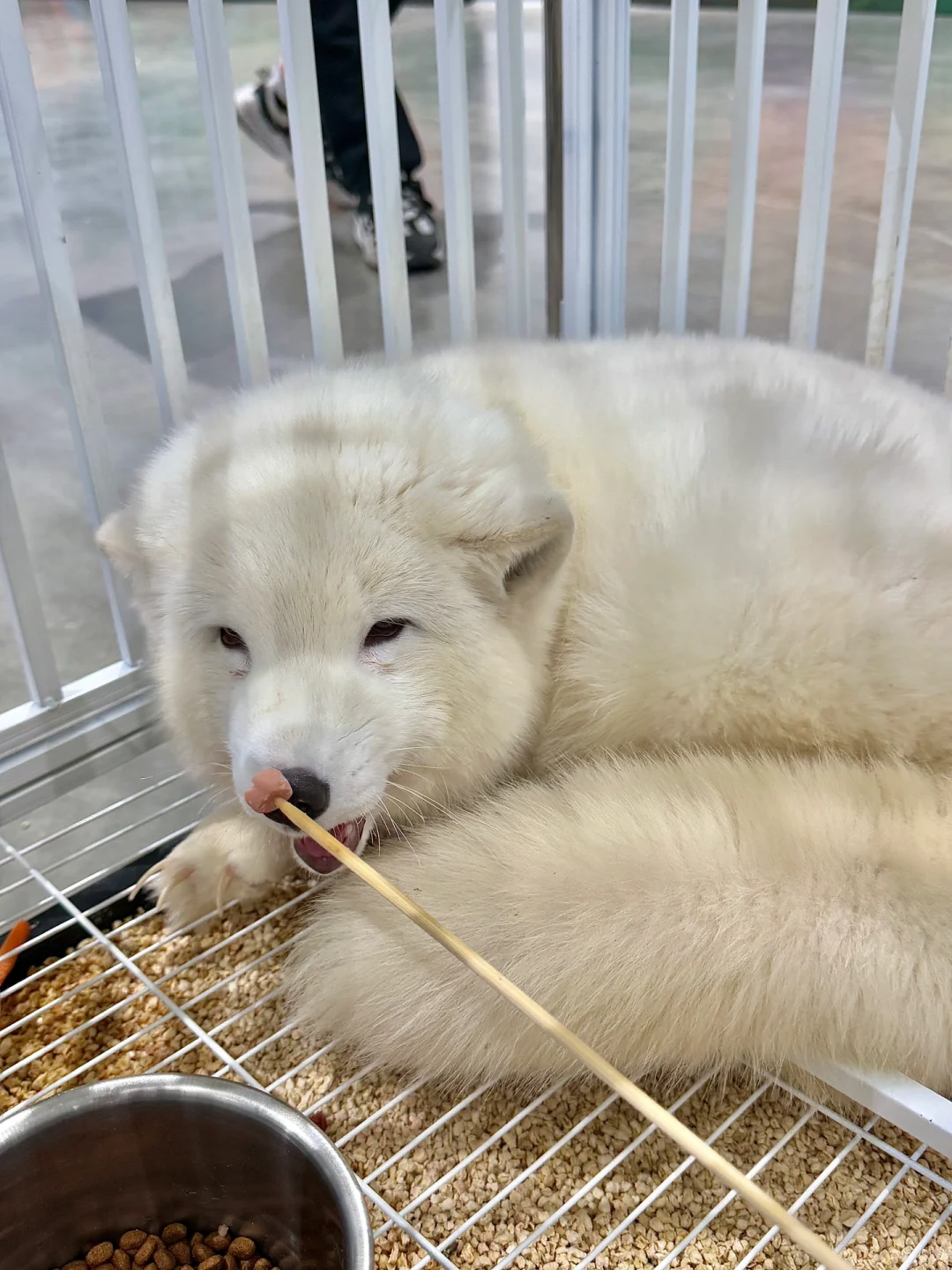 苏州遛娃好去处‼️异宠展?都能上手摸?