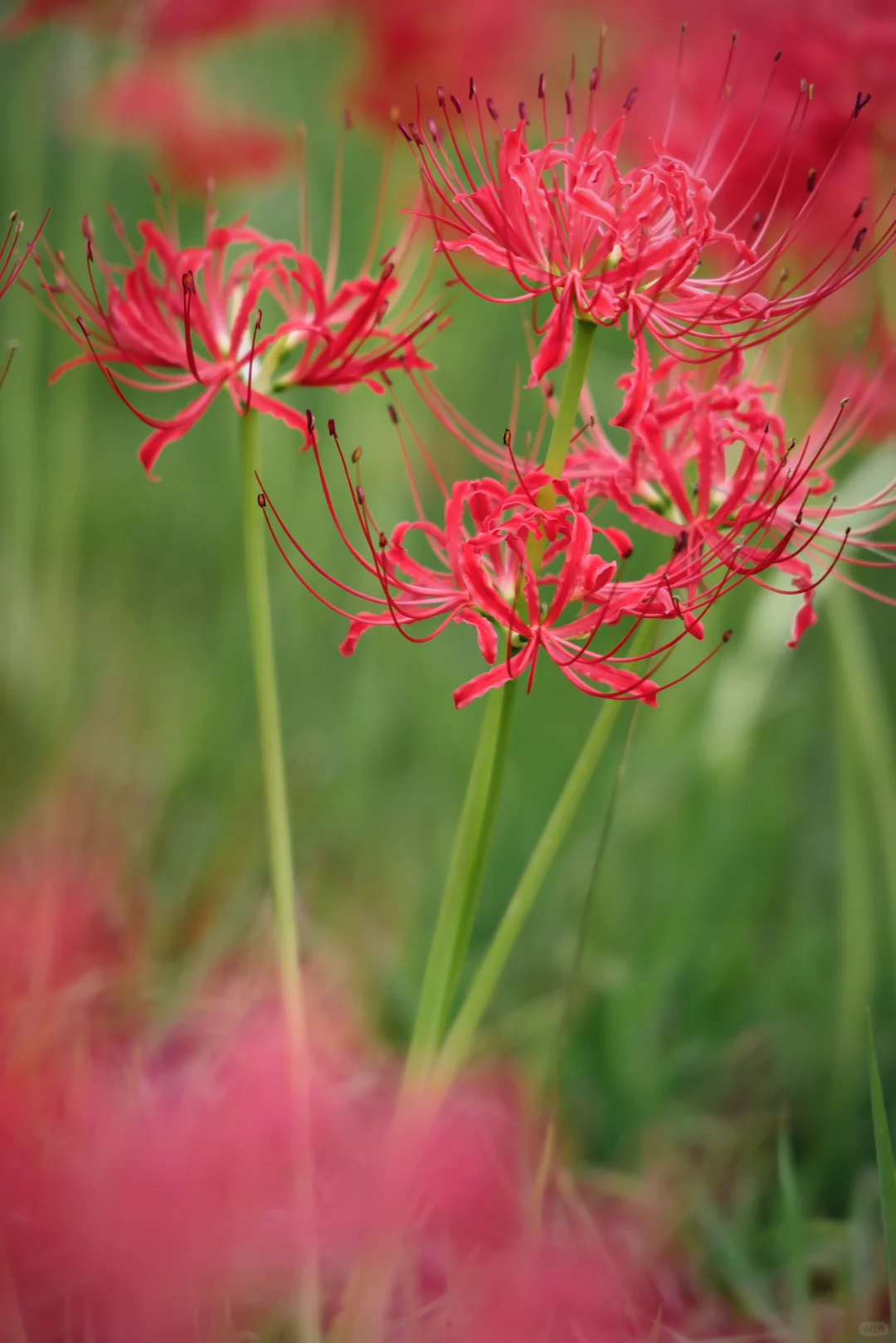 重庆悦来会展公园·漫山彼岸花|石蒜 独享