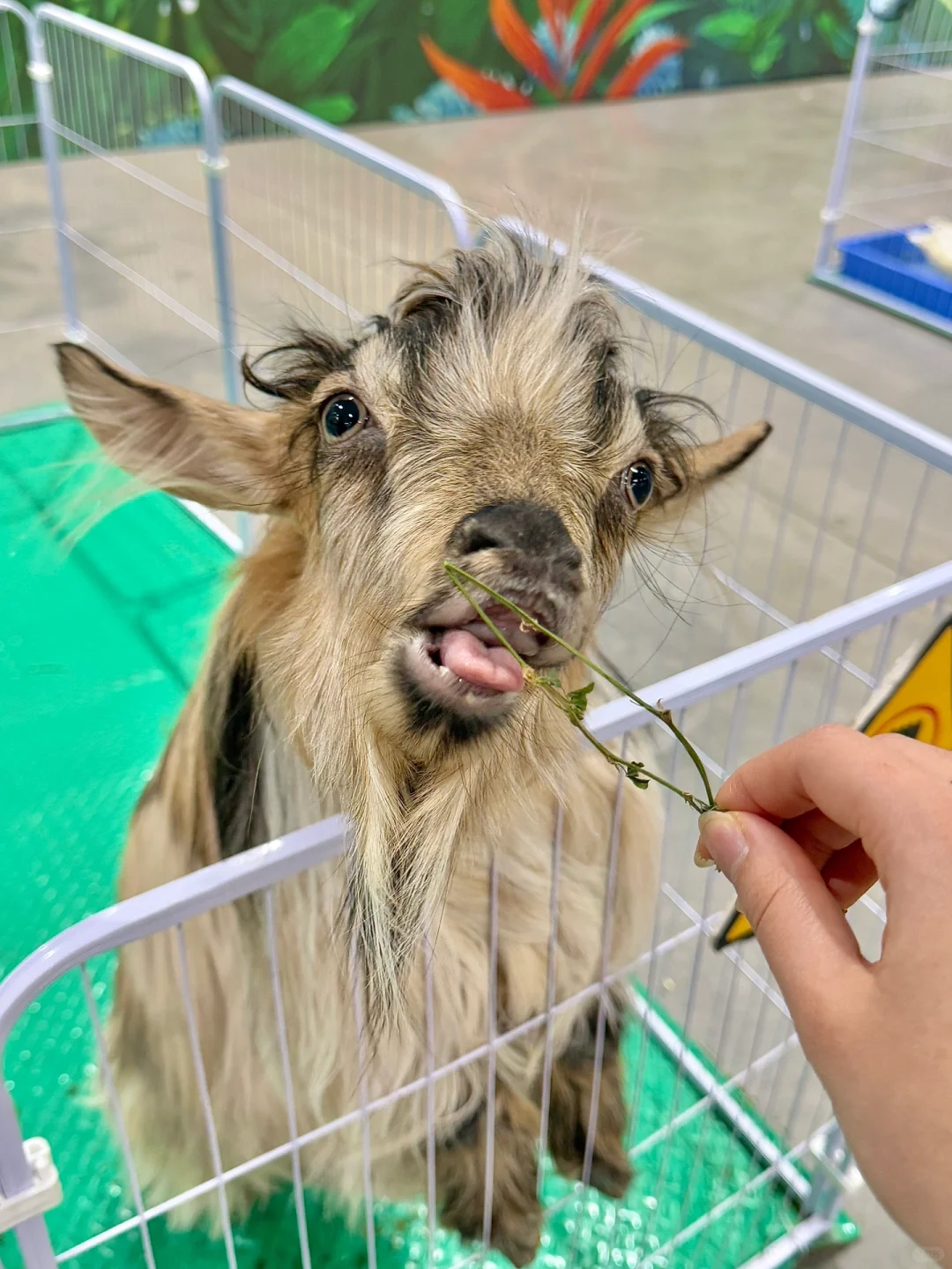 苏州遛娃好去处‼️异宠展?都能上手摸?