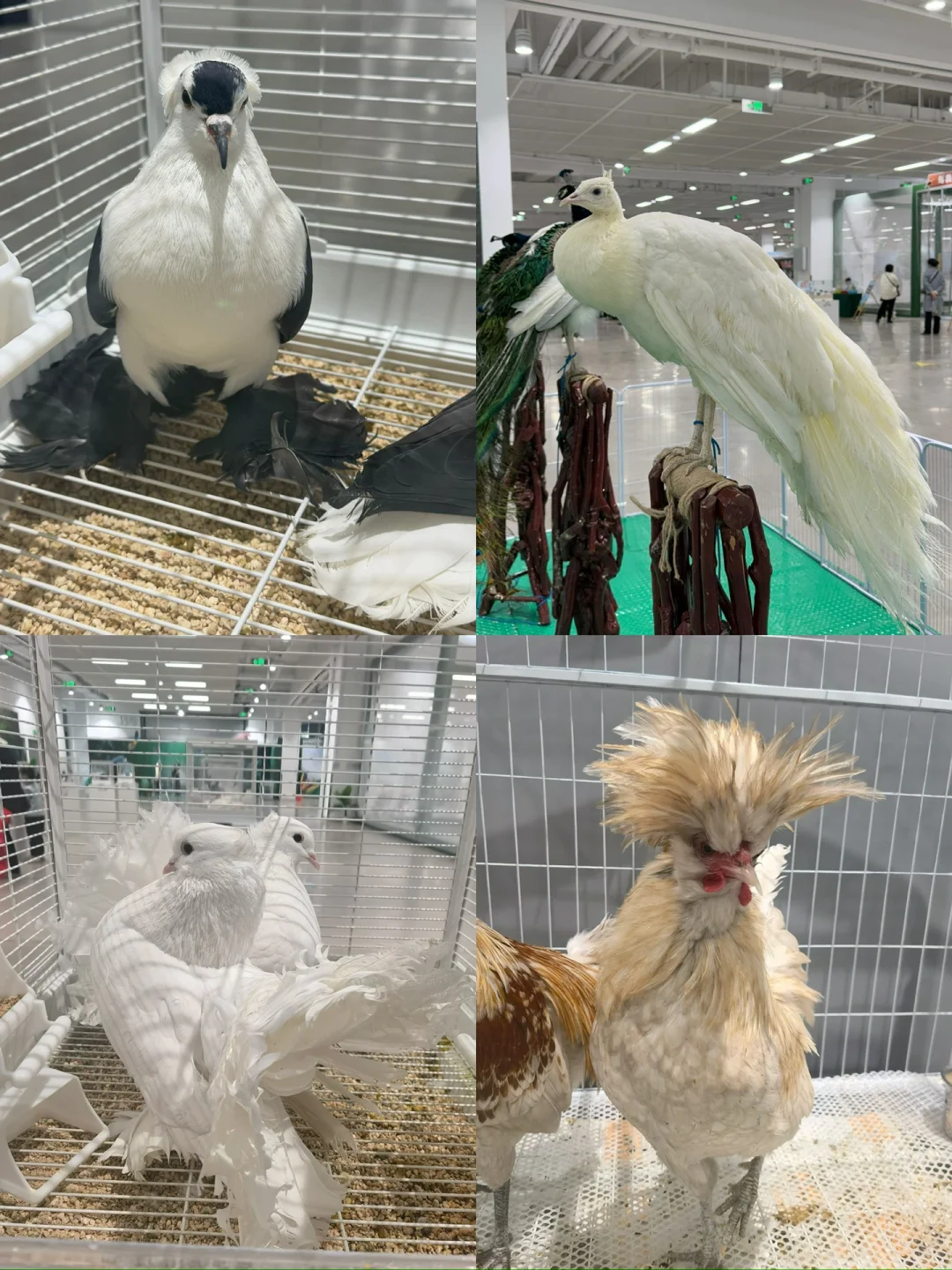 苏州！！在这里居然见到了卡皮巴拉?