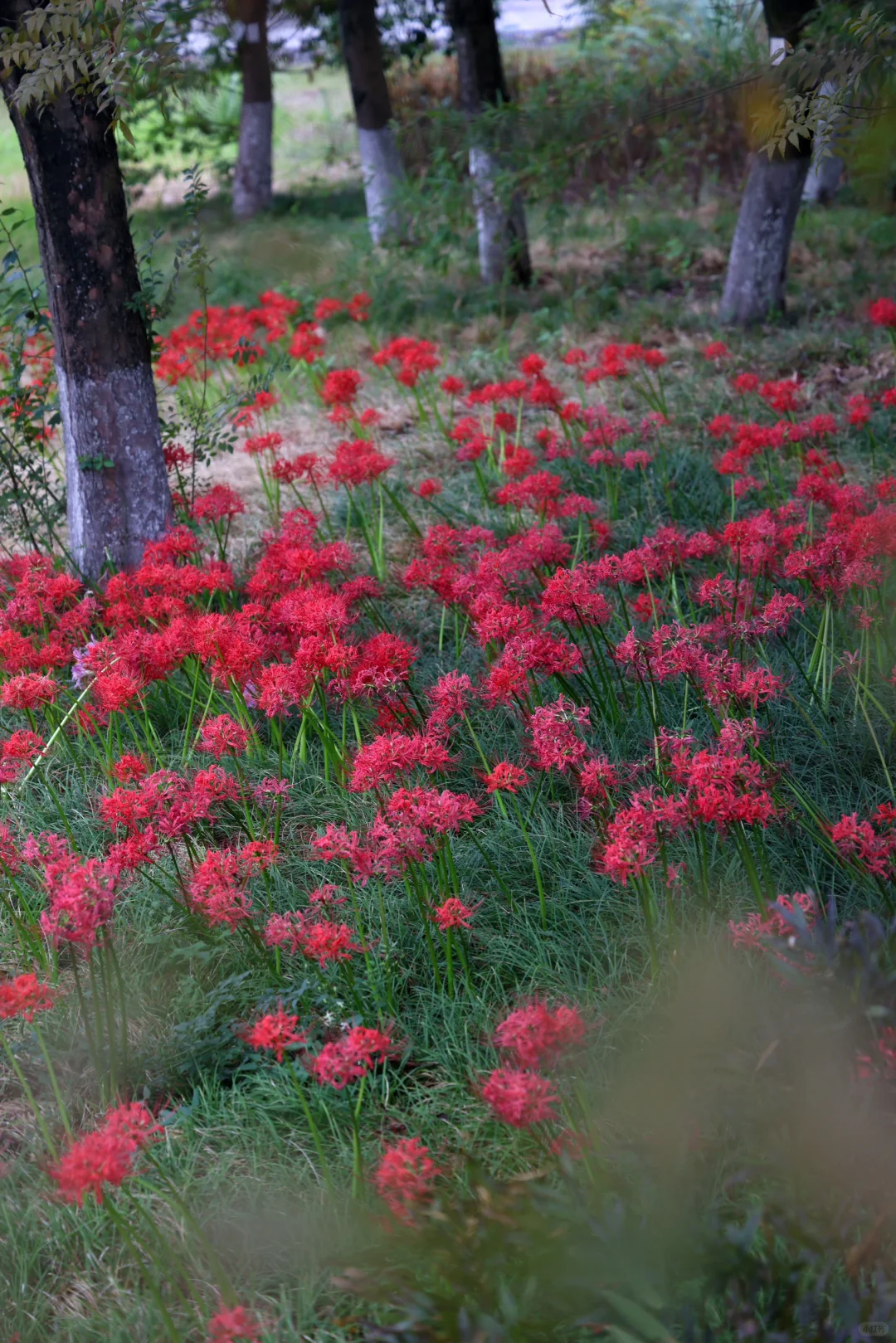 重庆悦来会展公园·漫山彼岸花|石蒜 独享