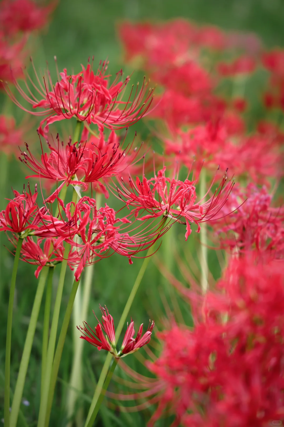 重庆悦来会展公园·漫山彼岸花|石蒜 独享