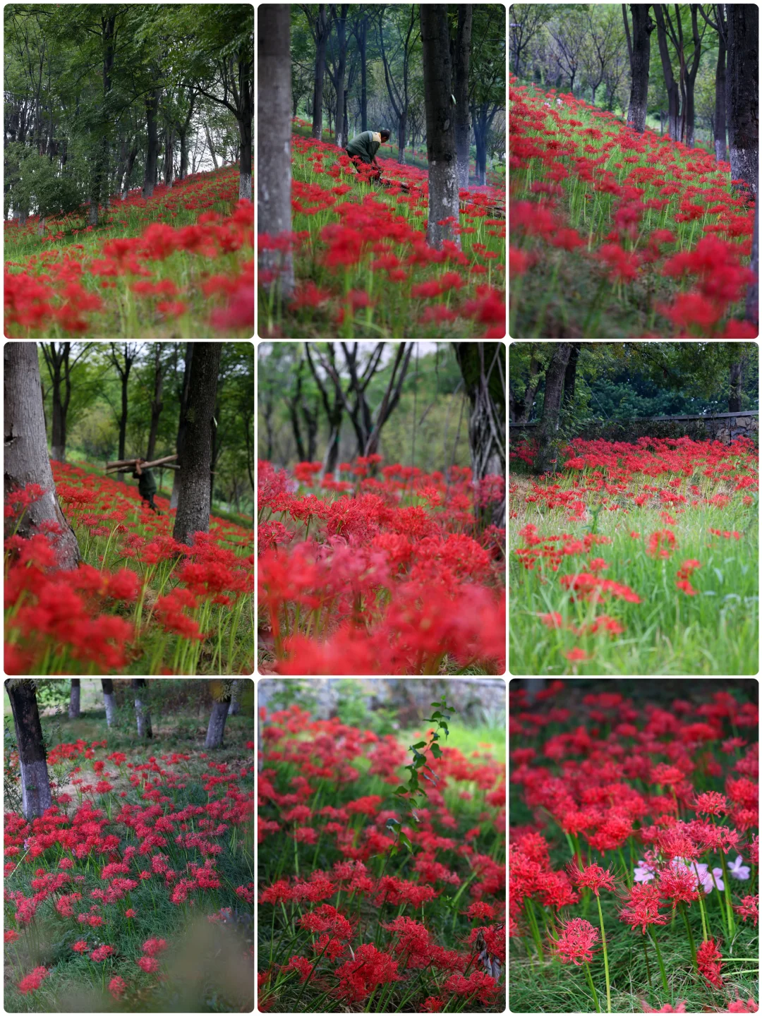 重庆悦来会展公园·漫山彼岸花|石蒜 独享