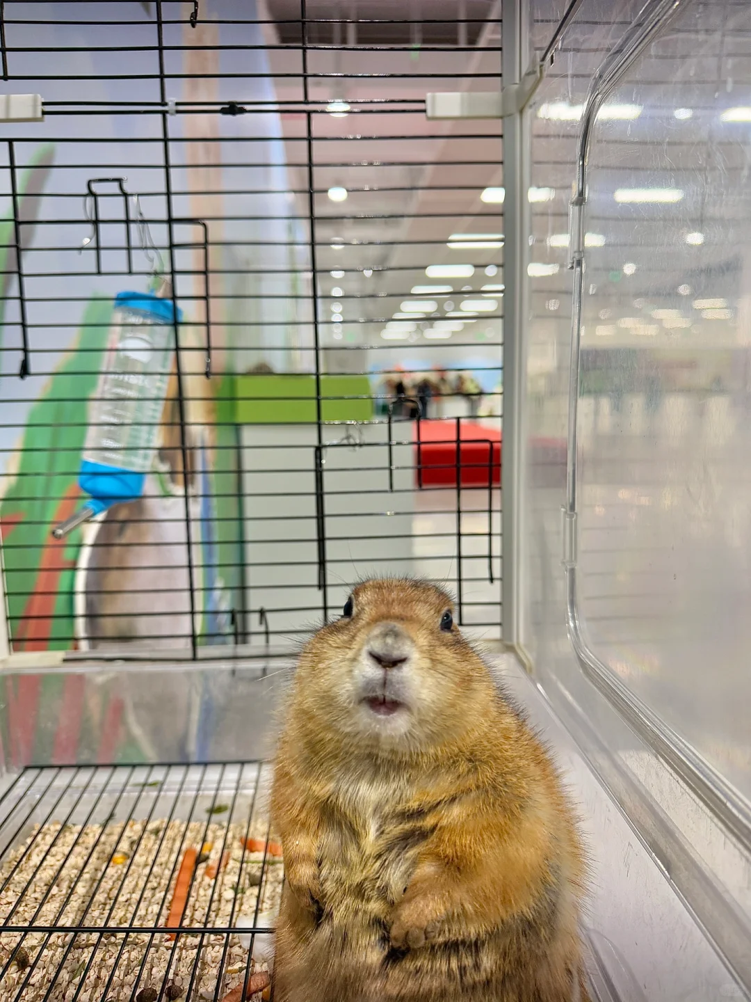 苏州遛娃好去处‼️异宠展?都能上手摸?