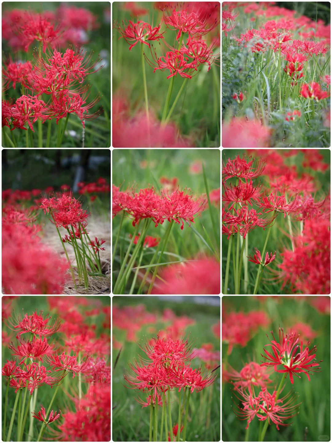 重庆悦来会展公园·漫山彼岸花|石蒜 独享