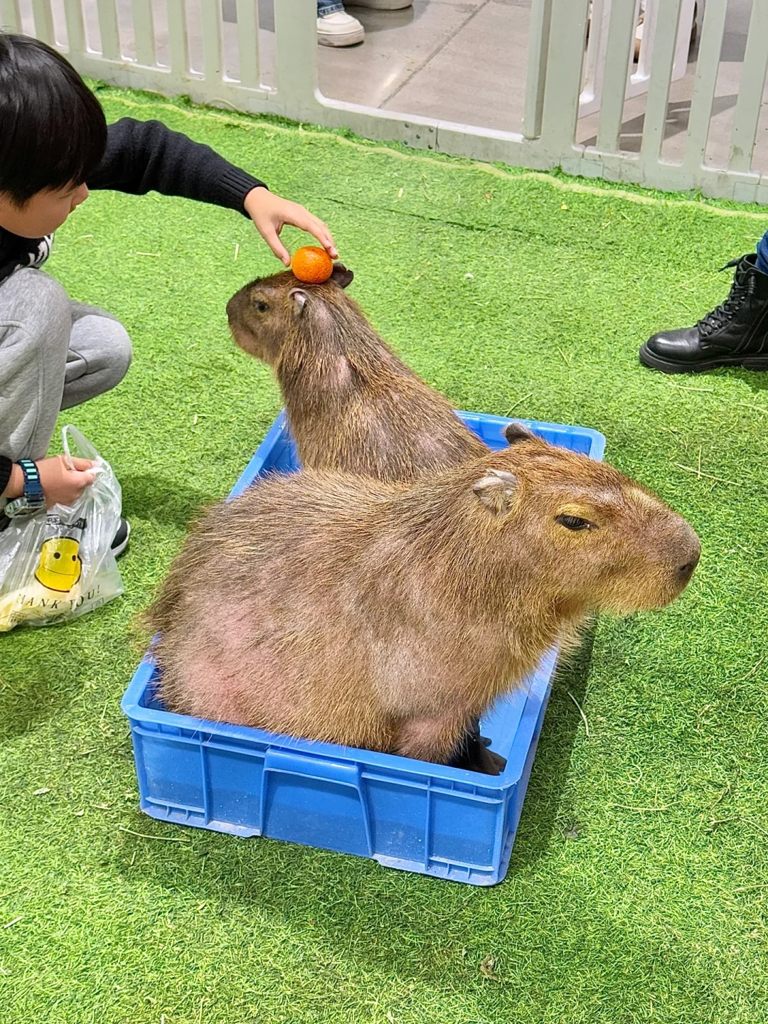 苏州遛娃好去处‼️异宠展?都能上手摸?