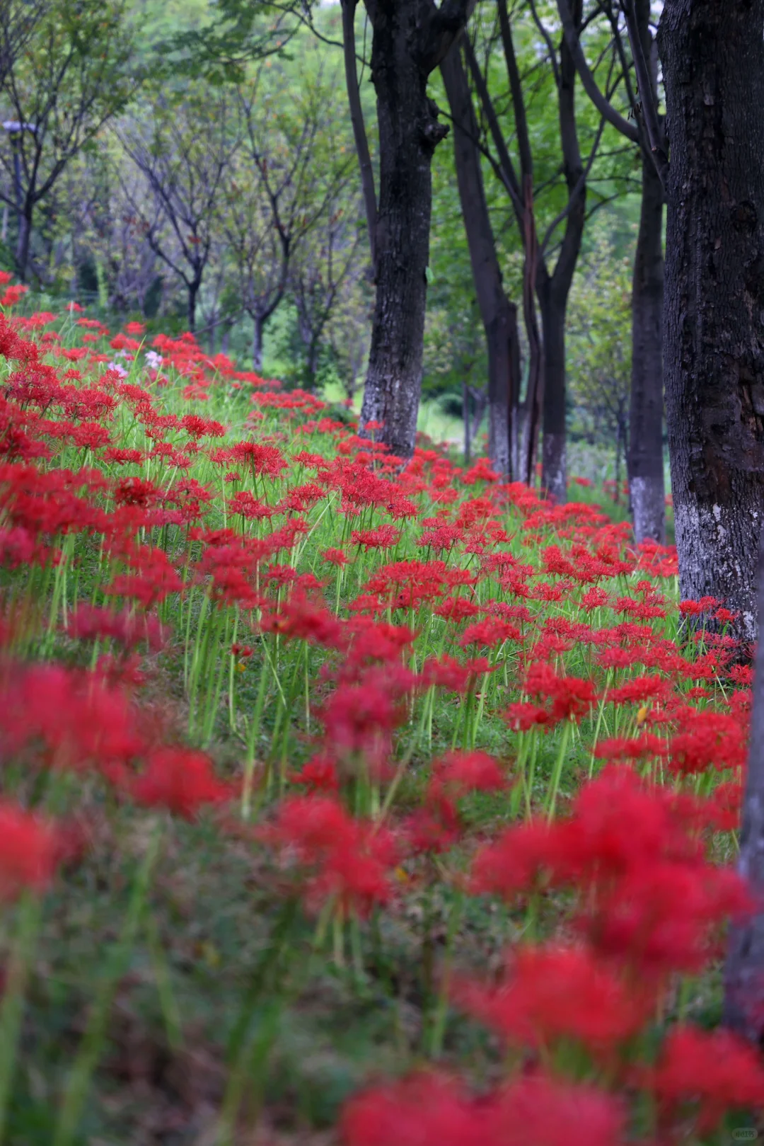 重庆悦来会展公园·漫山彼岸花|石蒜 独享