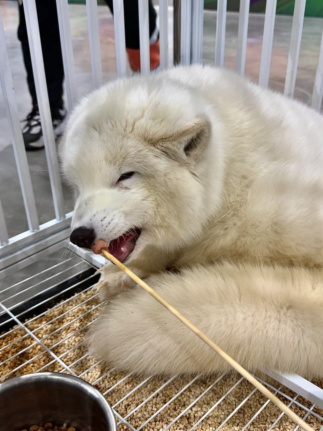 苏州！！在这里居然见到了卡皮巴拉?