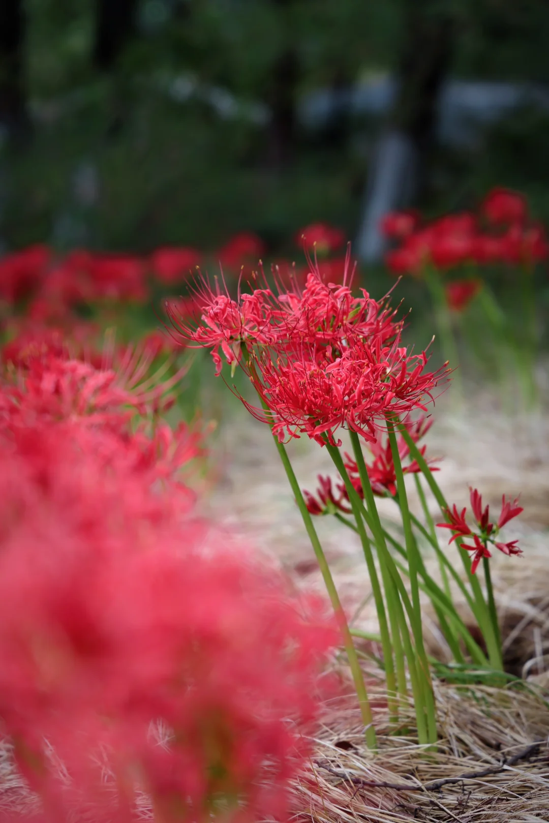重庆悦来会展公园·漫山彼岸花|石蒜 独享