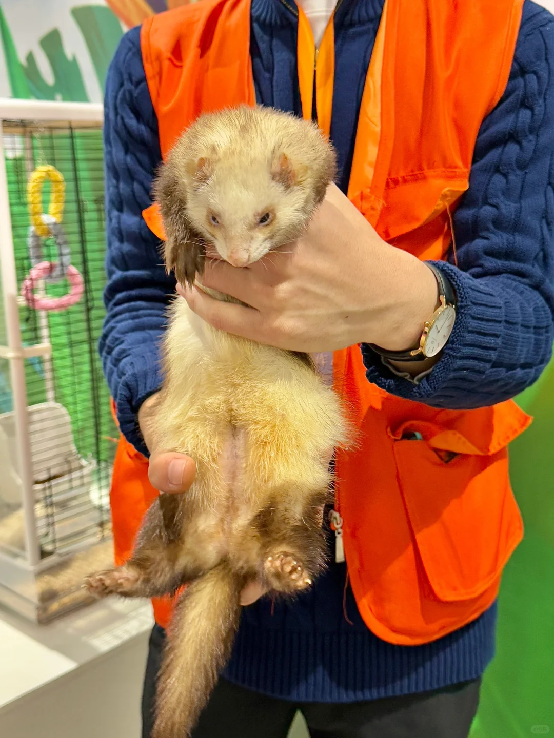 苏州遛娃好去处‼️异宠展?都能上手摸?