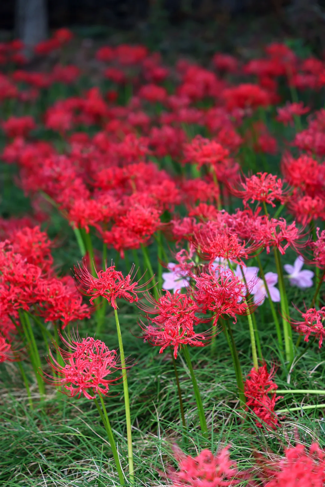 重庆悦来会展公园·漫山彼岸花|石蒜 独享