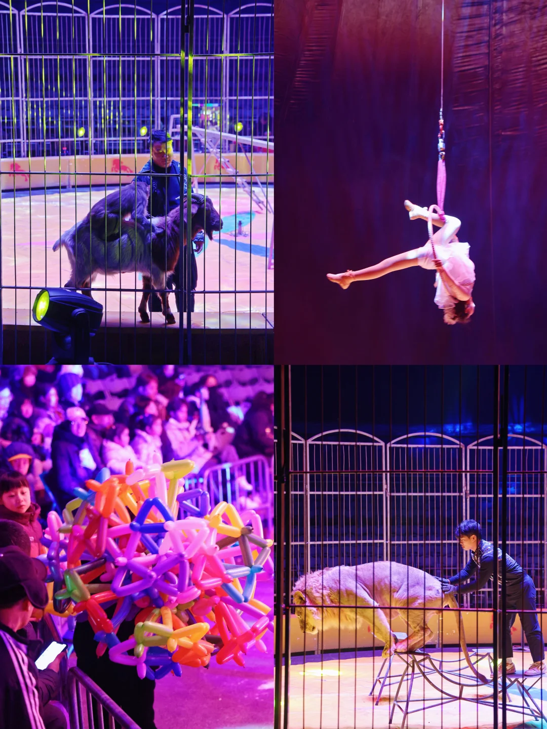 ?北京世园花灯节，玩到不想走！实探攻略