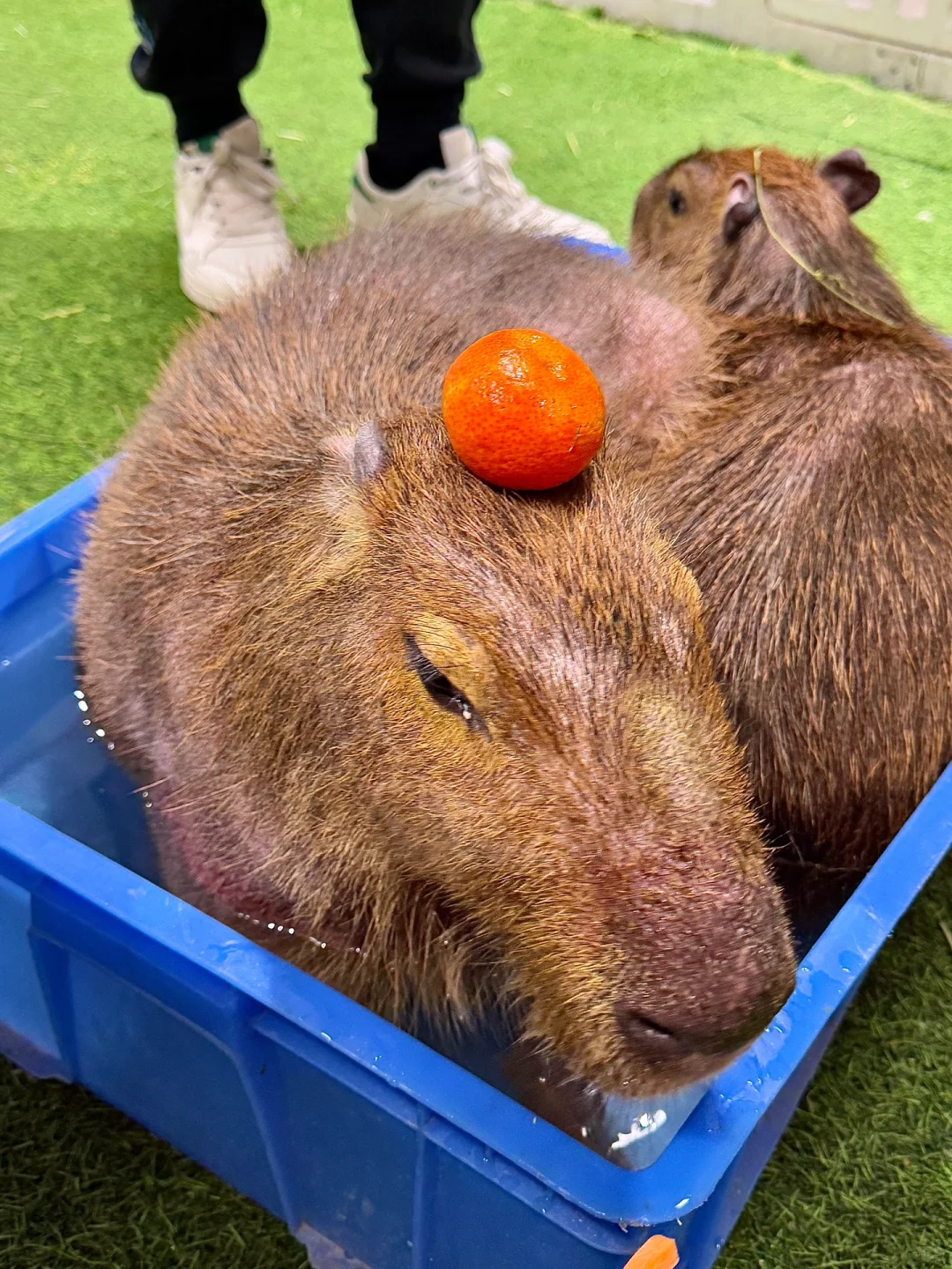 苏州！！在这里居然见到了卡皮巴拉?