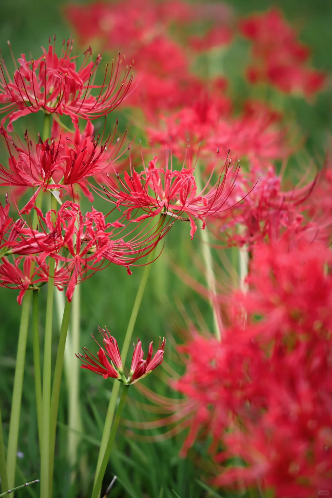 重庆悦来会展公园·漫山彼岸花|石蒜 独享