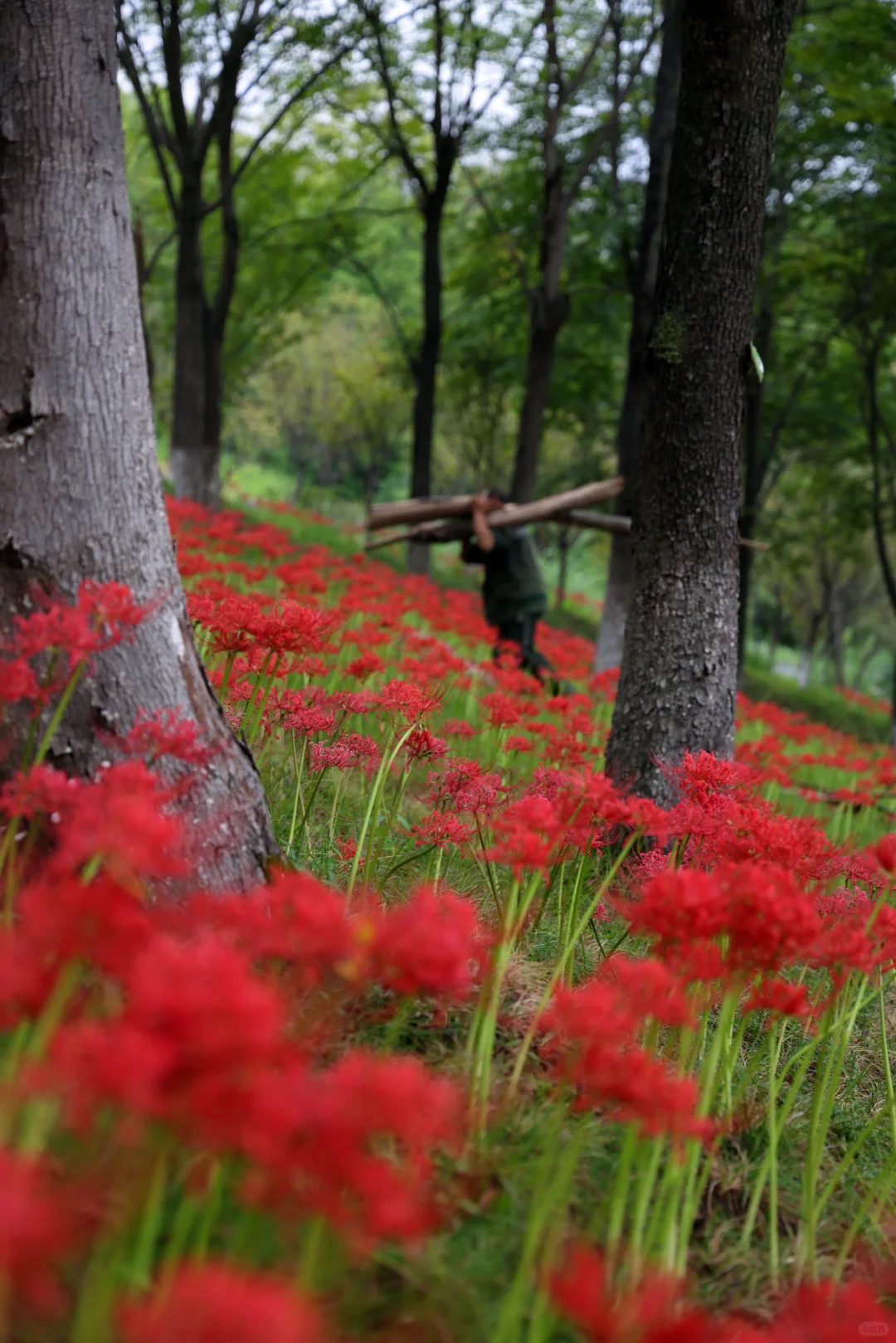 重庆悦来会展公园·漫山彼岸花|石蒜 独享