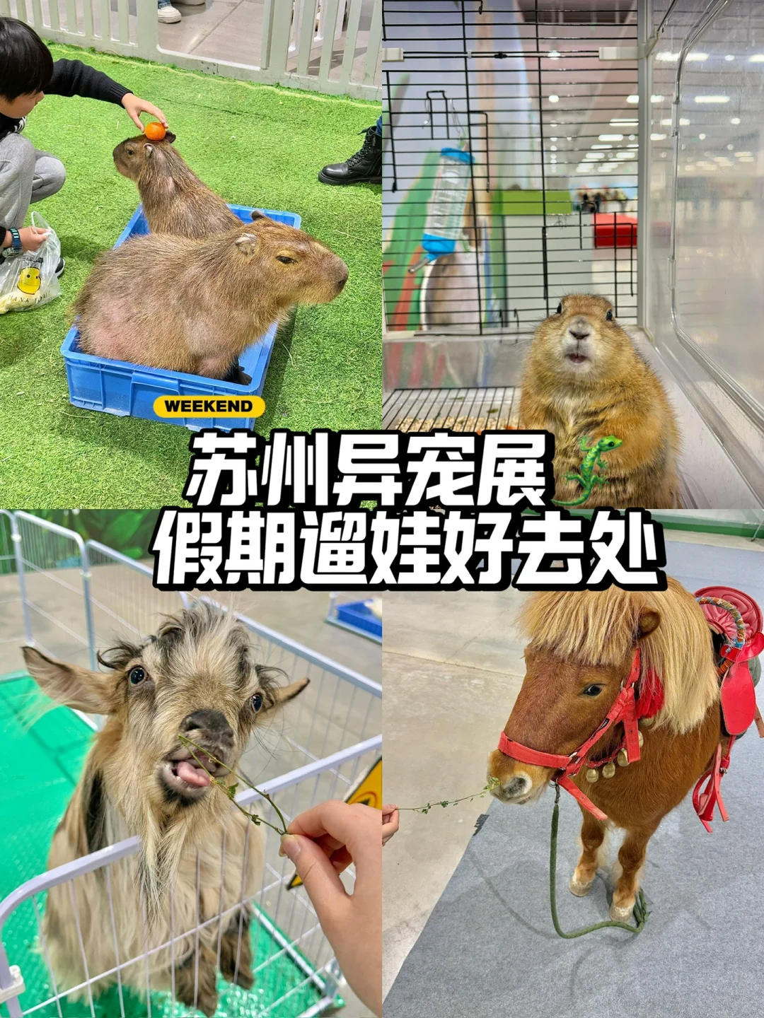 苏州遛娃好去处‼️异宠展?都能上手摸?