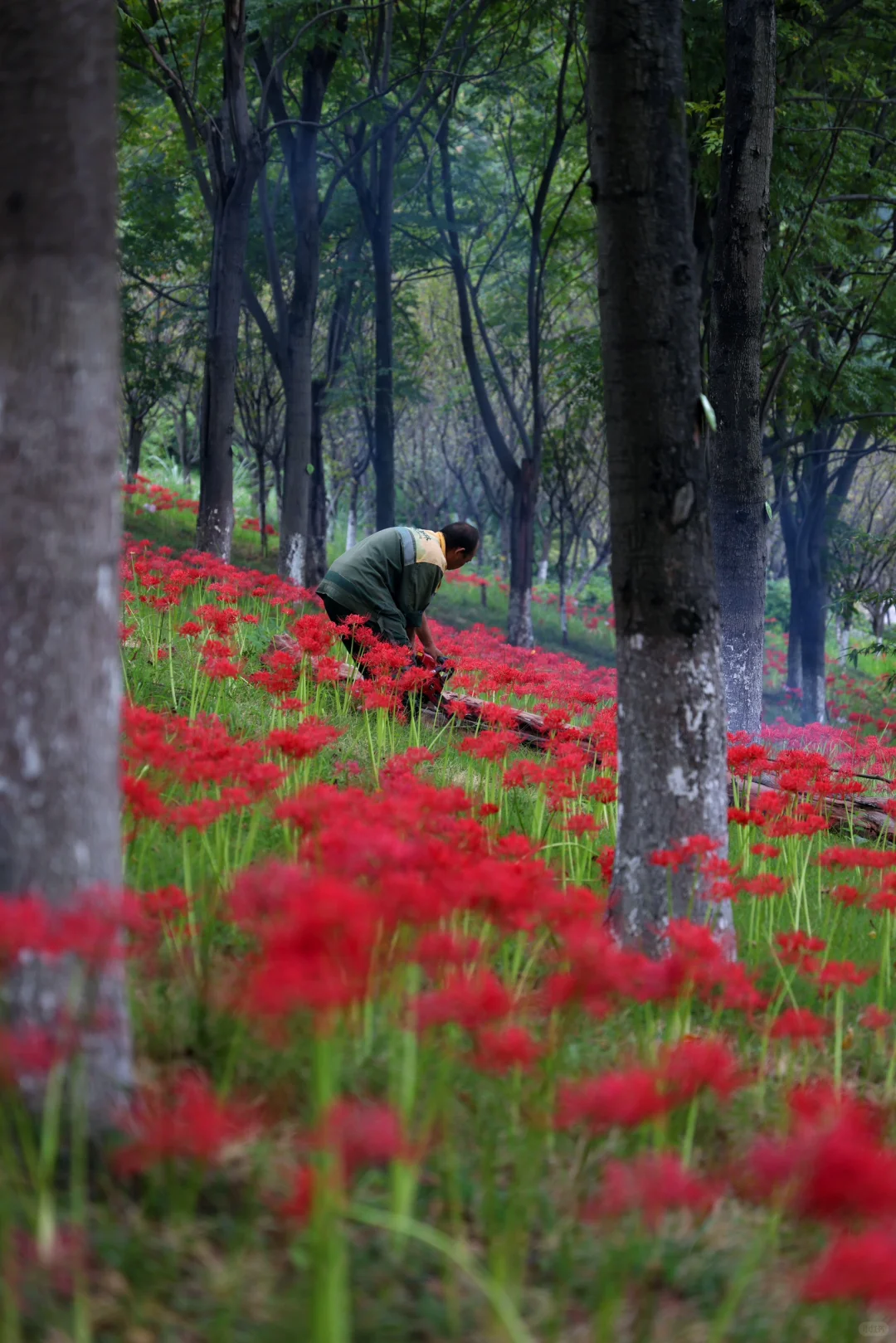 重庆悦来会展公园·漫山彼岸花|石蒜 独享