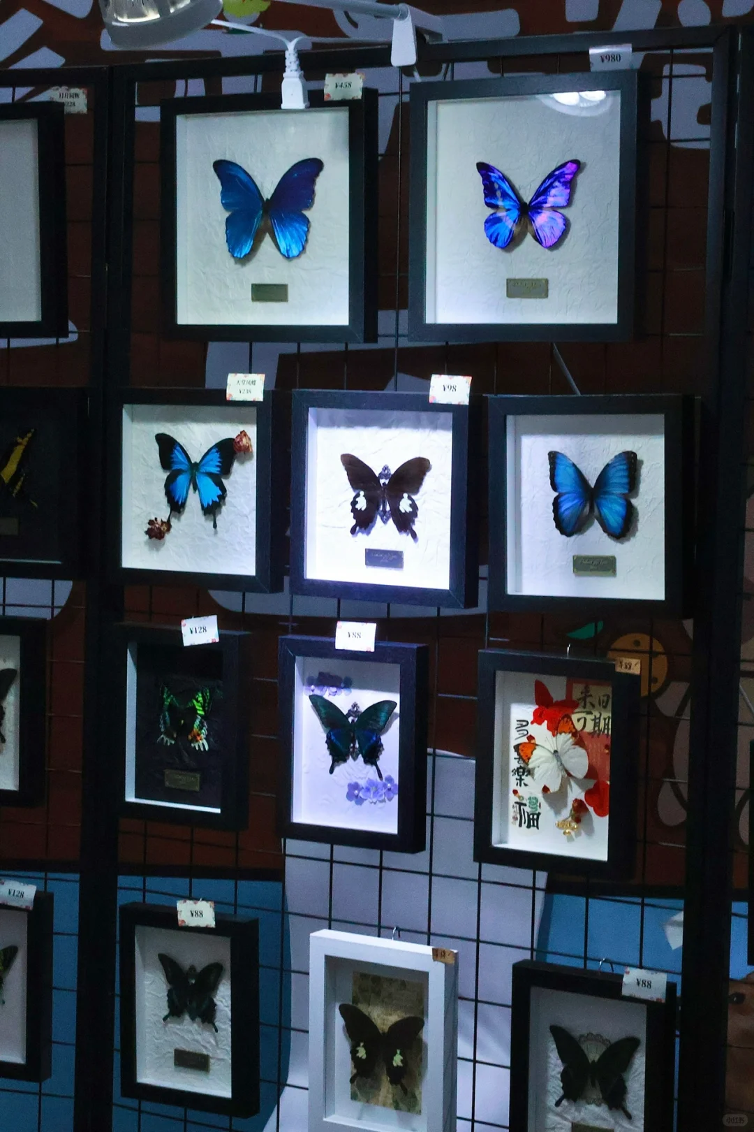 苏州遛娃好去处‼️异宠展?都能上手摸?