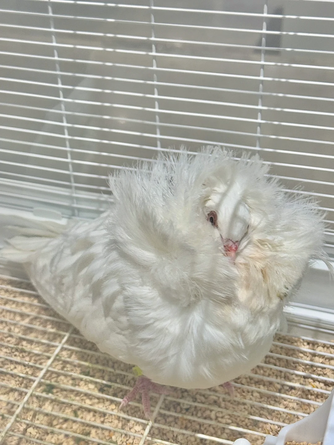 苏州遛娃好去处‼️异宠展?都能上手摸?