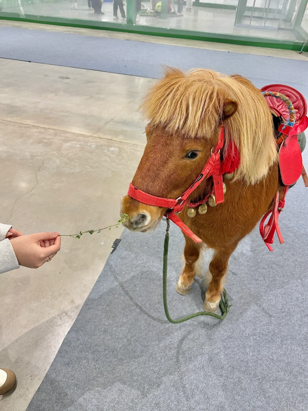 苏州遛娃好去处‼️异宠展?都能上手摸?