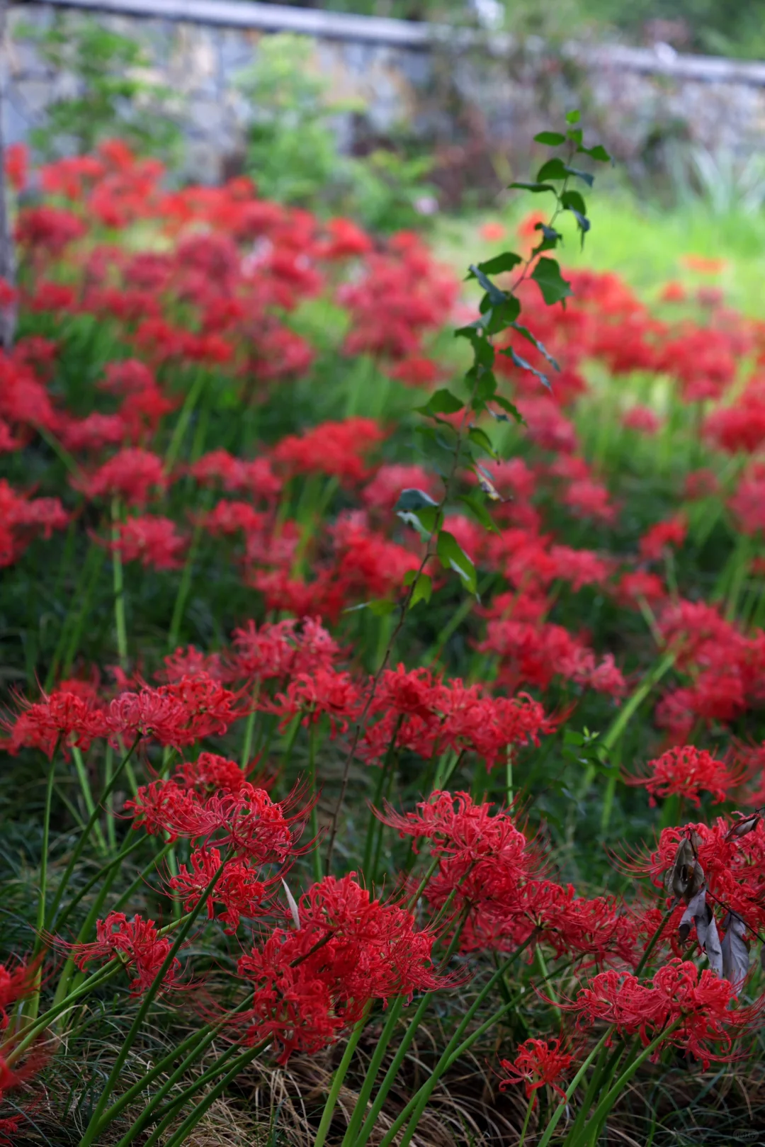 重庆悦来会展公园·漫山彼岸花|石蒜 独享