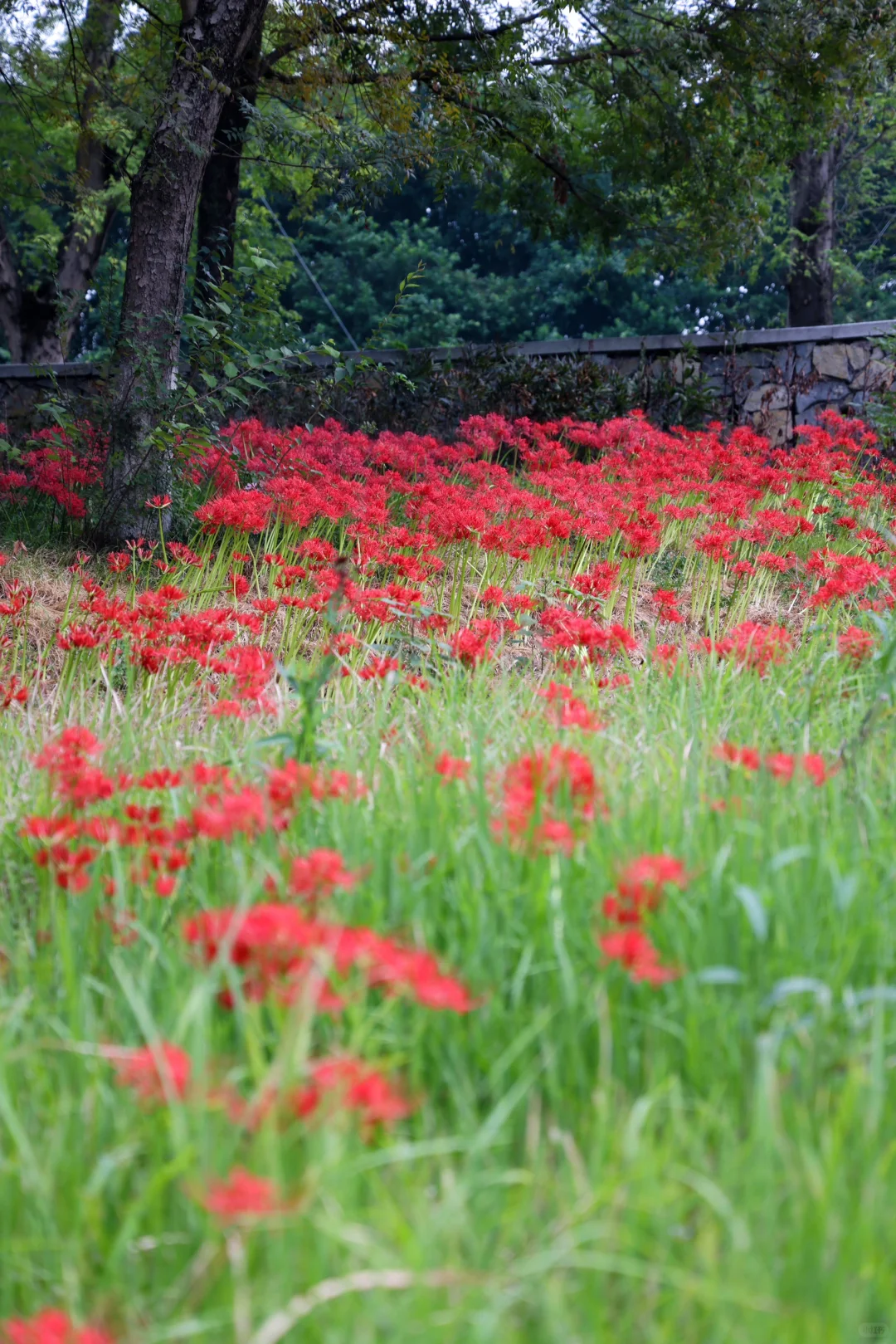 重庆悦来会展公园·漫山彼岸花|石蒜 独享